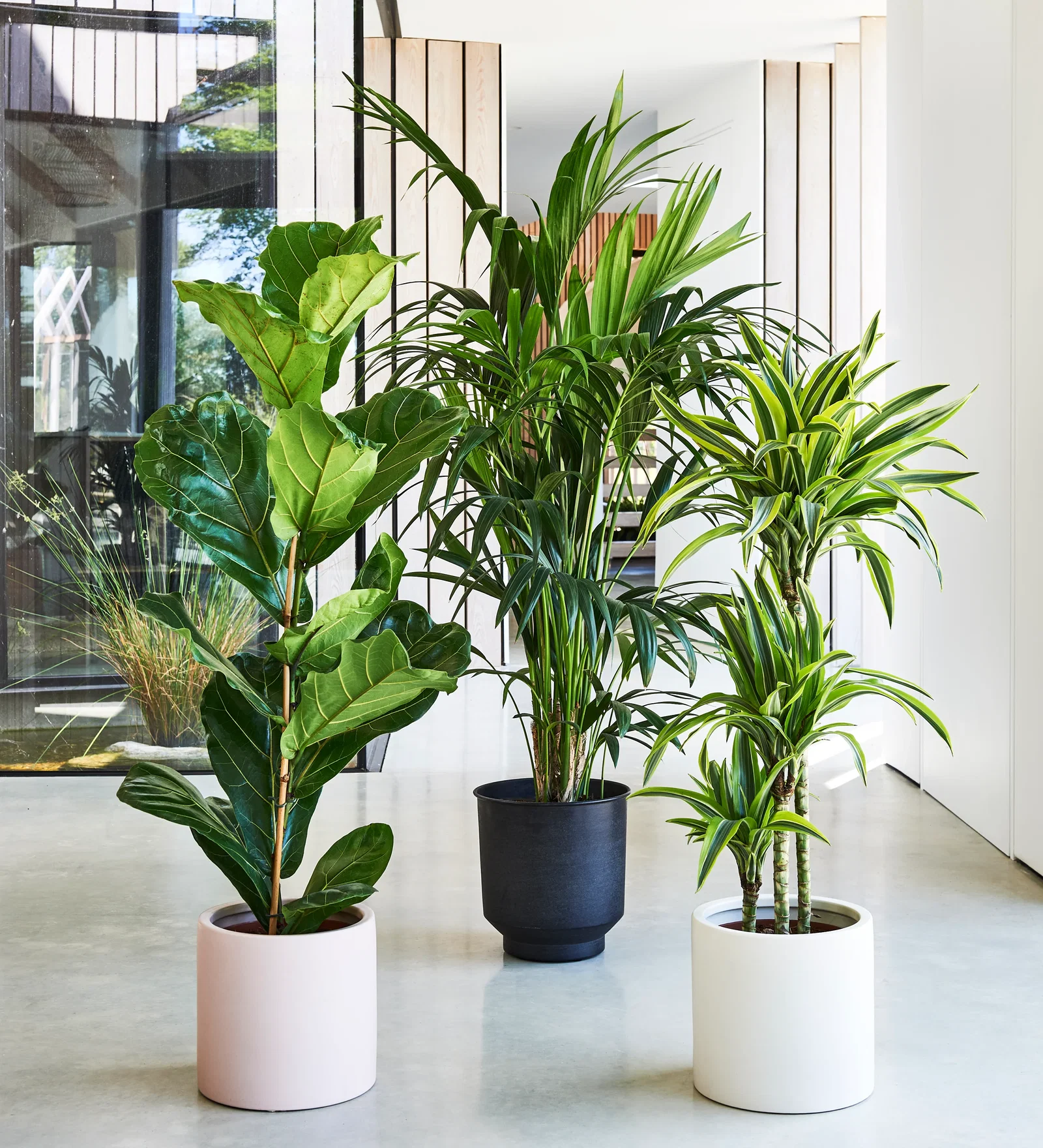 Image of Large Plant Bundle