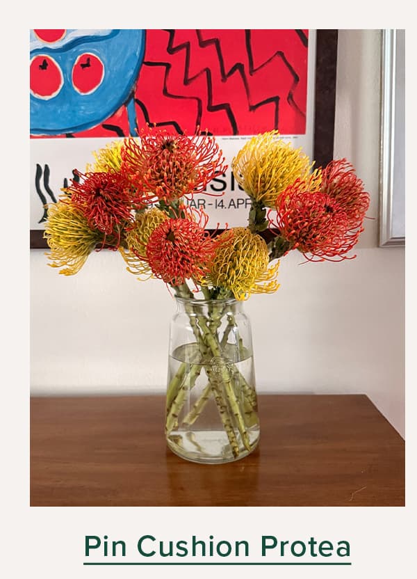 Pincushion Protea