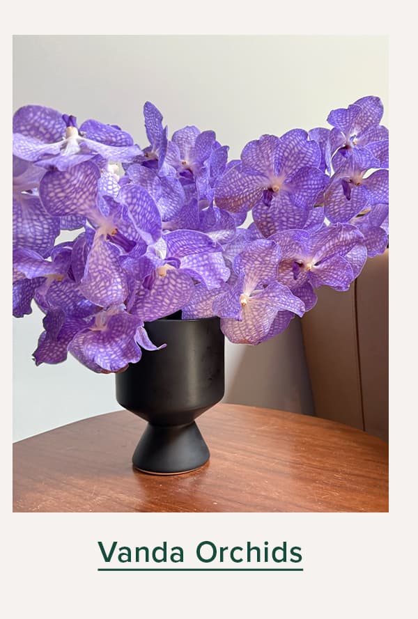 Vanda Orchids