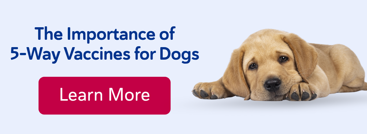 The Importance of 5-Way Vaccines for Dogs