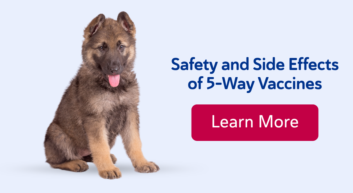 Safety and Side Effects of 5-Way Vaccines