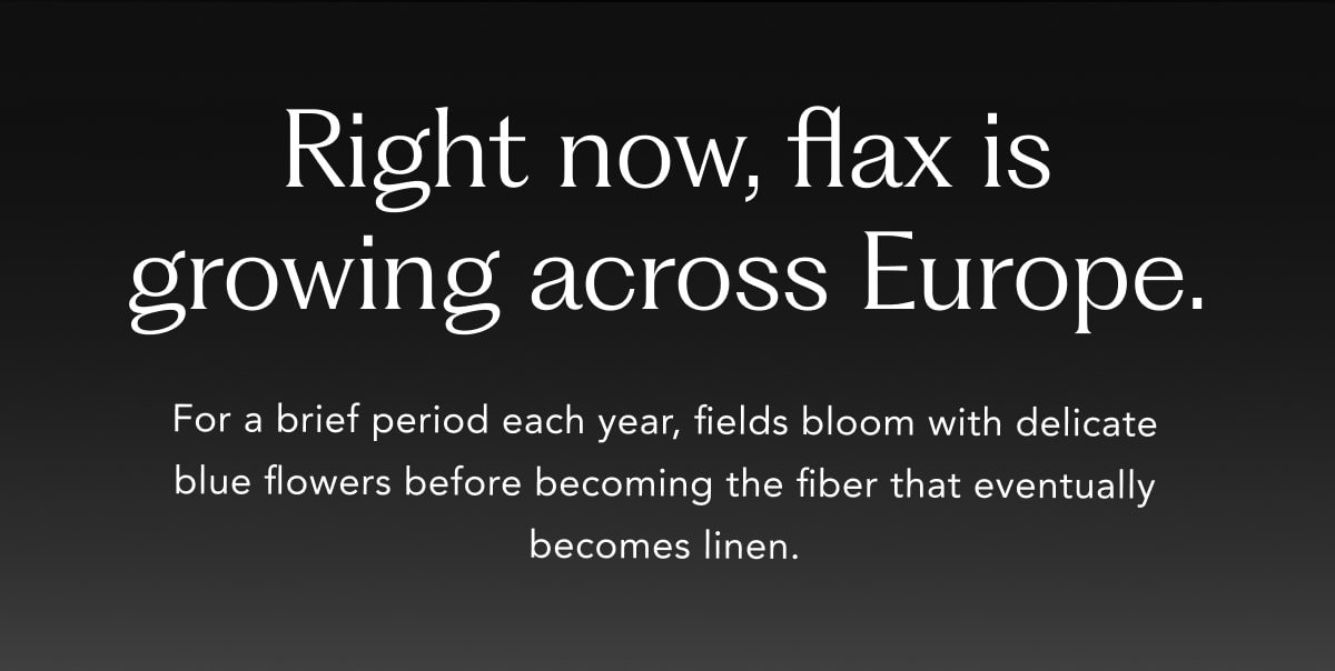 Right now, flax is growing across Europe.
