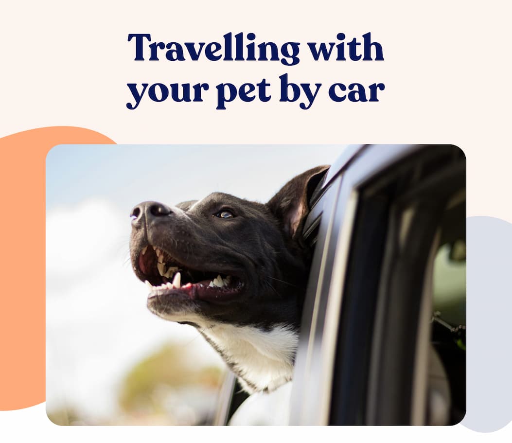 Travelling with your pet by car