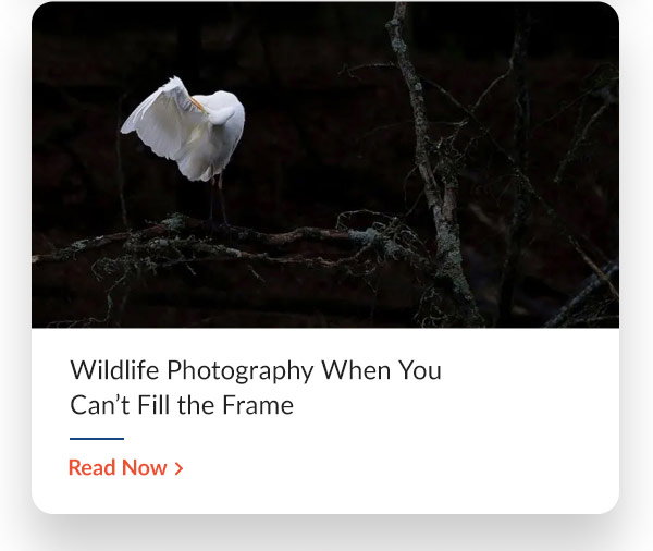 Wildlife Photography When You Can’t Fill the Frame