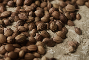 Cool Coriander Seed