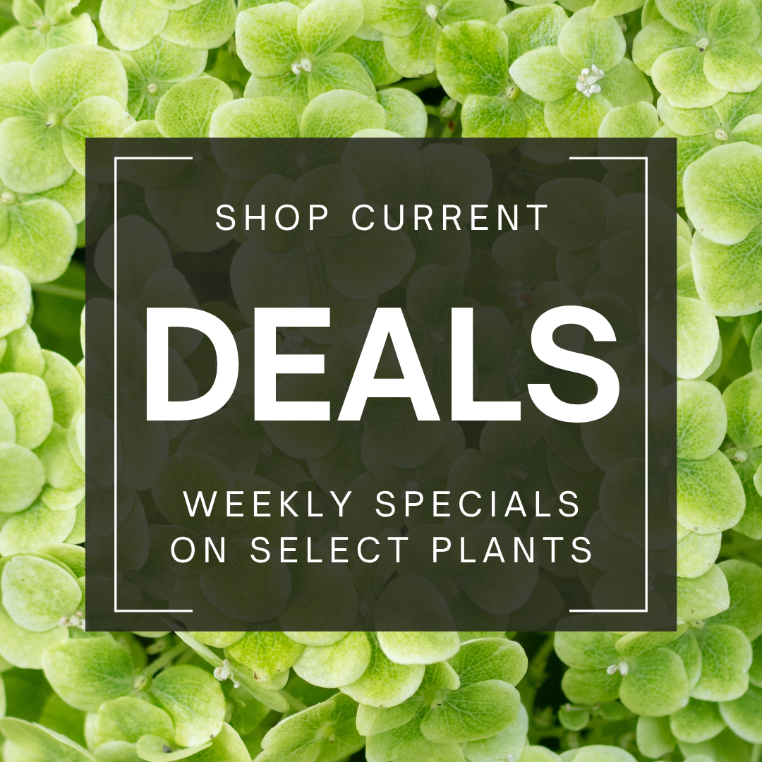 Shop current weekly deals colorful flowers behind a banner talking about nature hills weekly deals. 