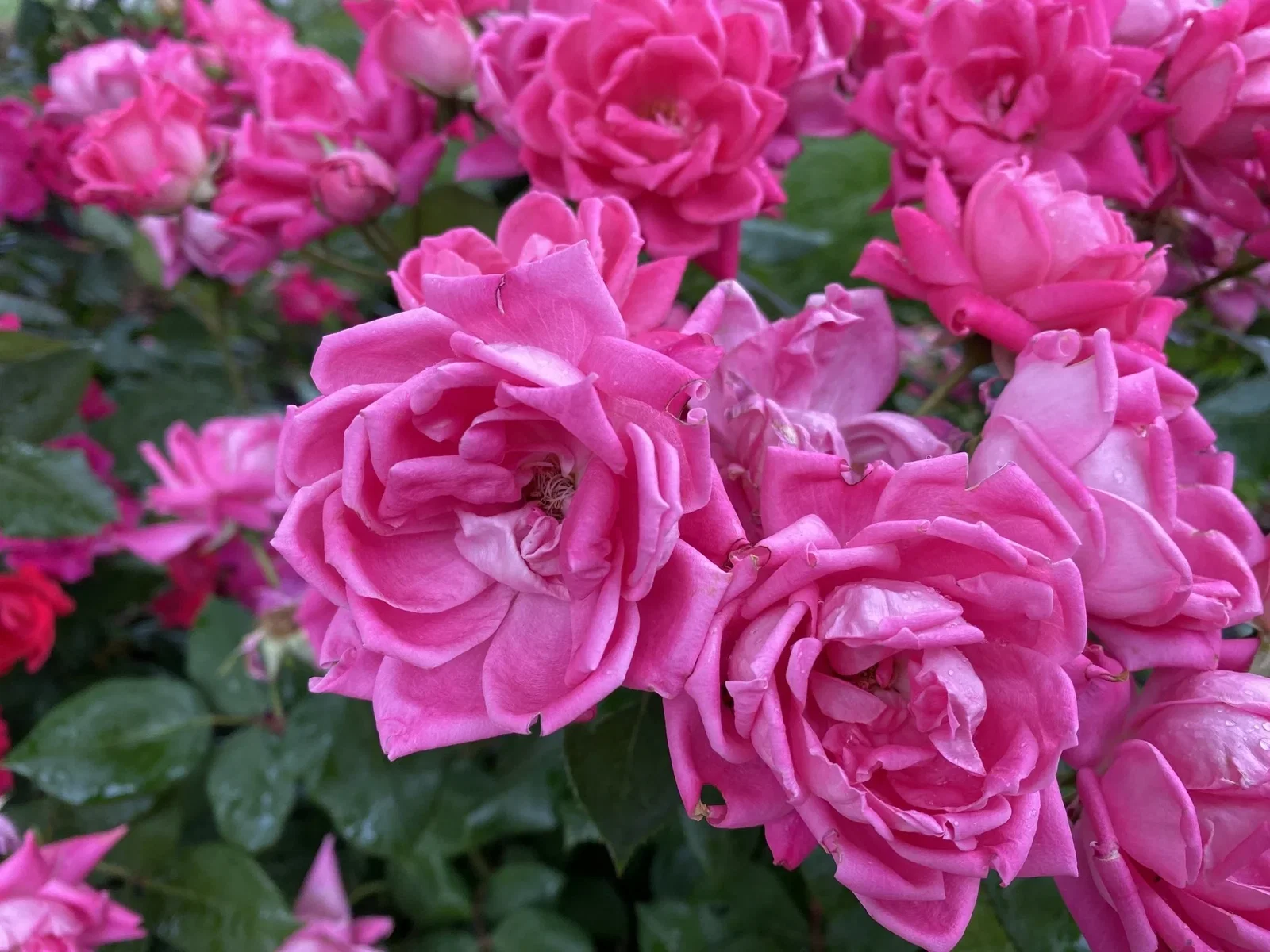Image of Pink Miracle on the Hudson™ Rose