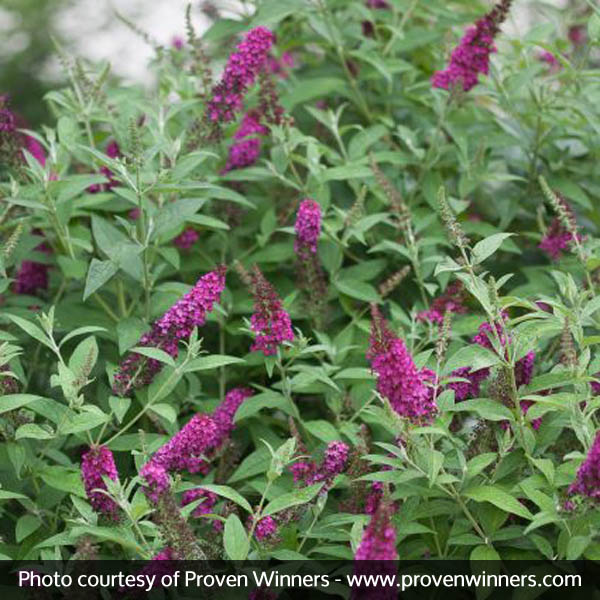 Image of Miss Molly Butterfly Bush