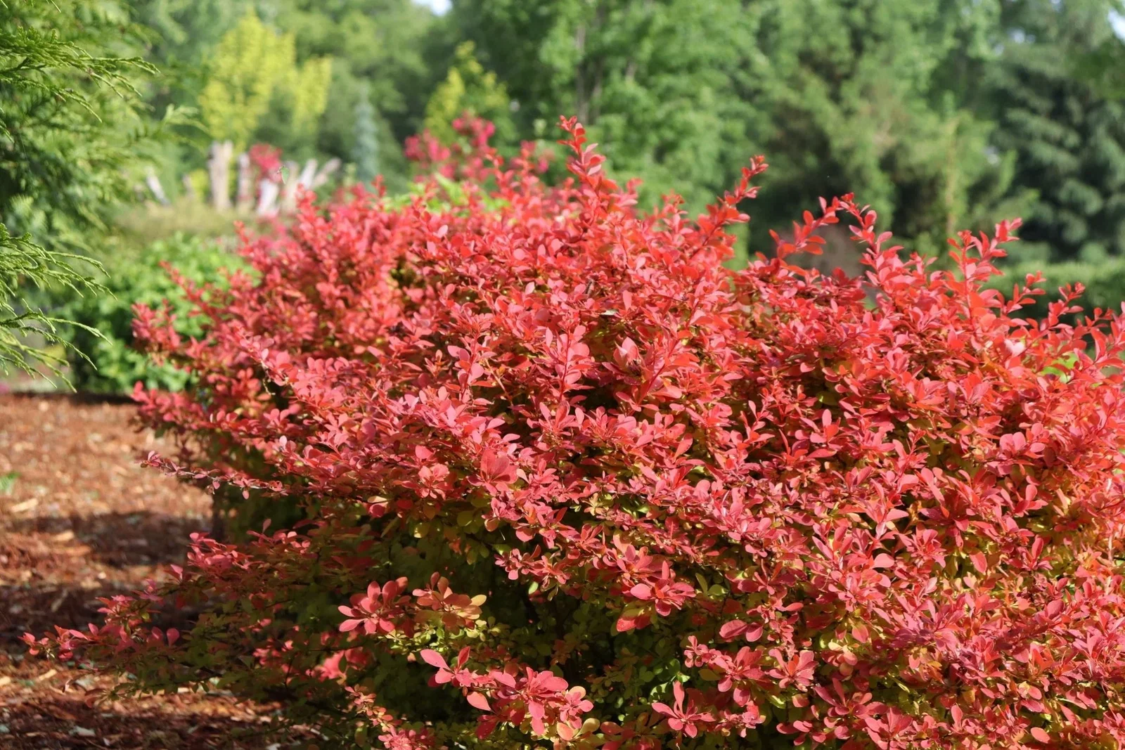Image of Sunjoy Fast Neo Barberry