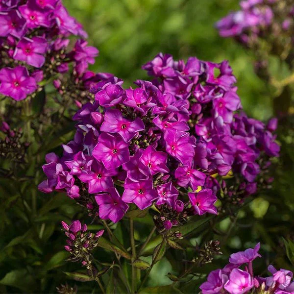 Image of Grape Lollipop™ Phlox