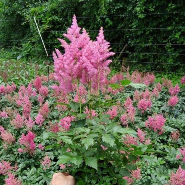 Image of Rheinland Astilbe