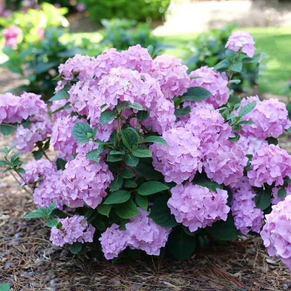 Image of Let's Dance® Sky View® Mountain Hydrangea