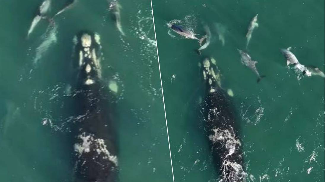 “Komaan, deze kant op!”: dolfijnen loodsen verdwaalde walvis terug naar open zee