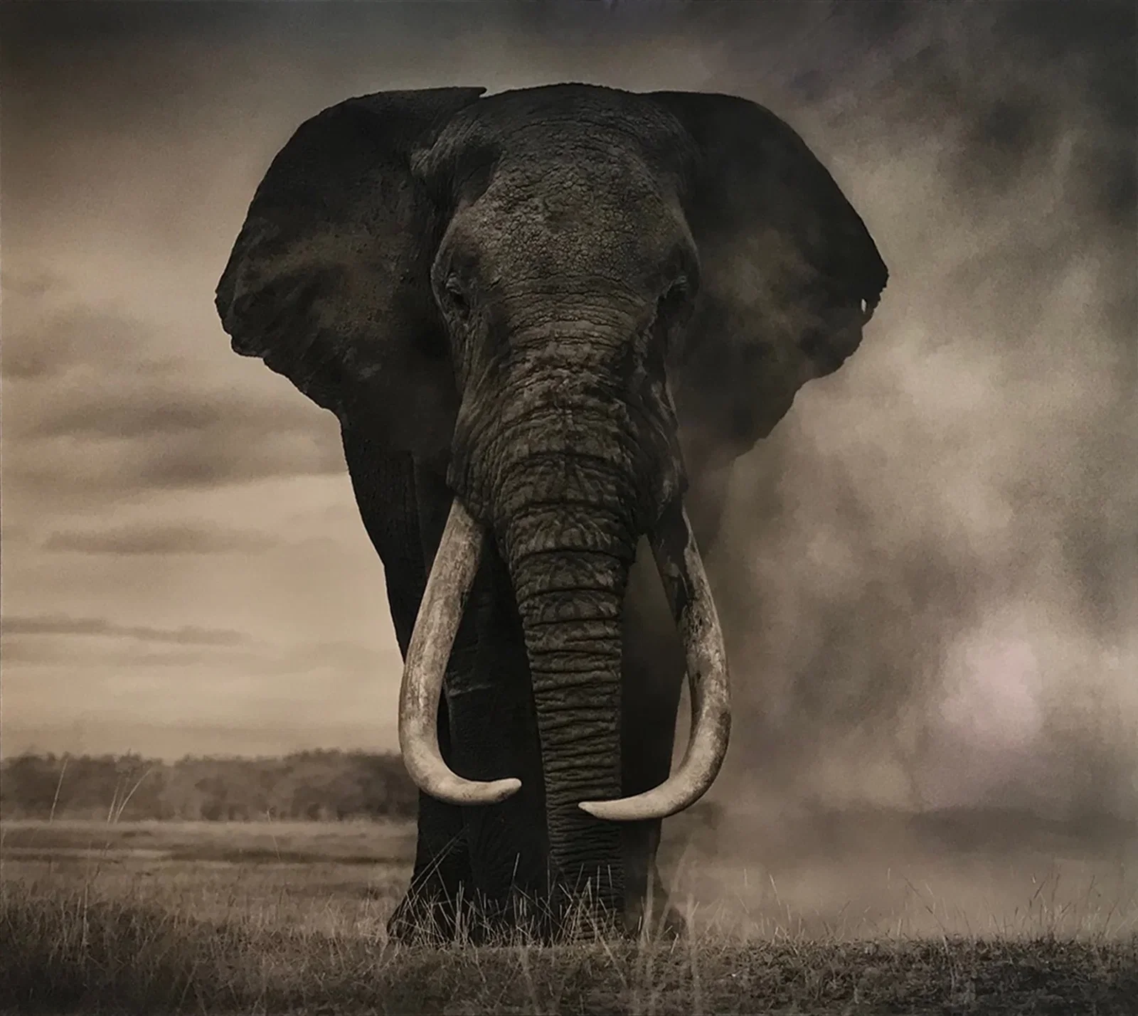 Nick Brandt, Portrait of Elephant in Dust, Amboseli, 2011