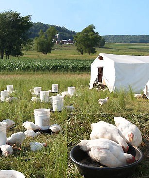 Pastured Poultry