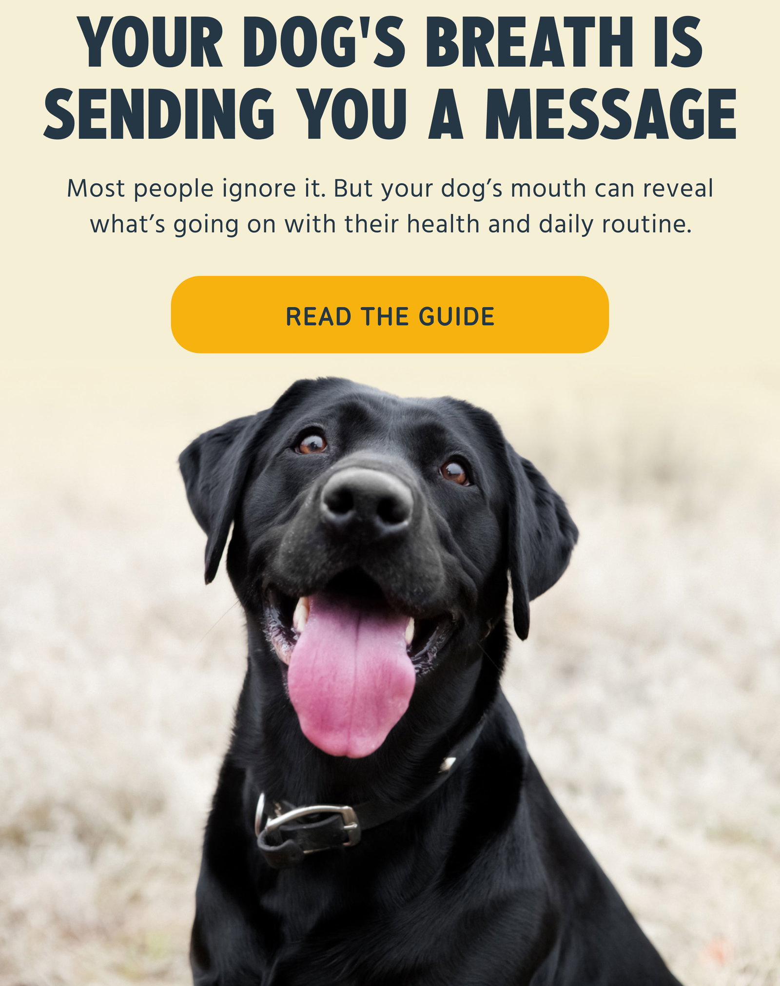 Your Dog's Breath Is Sending You a Message Most people ignore it. But your dog’s mouth can reveal what’s going on with their health and daily routine. Read The Guide