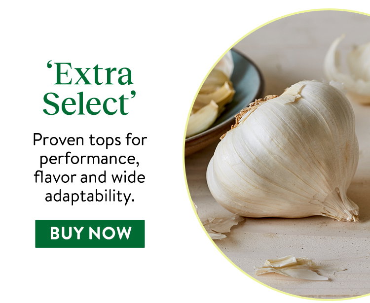 Extra Select Garlic