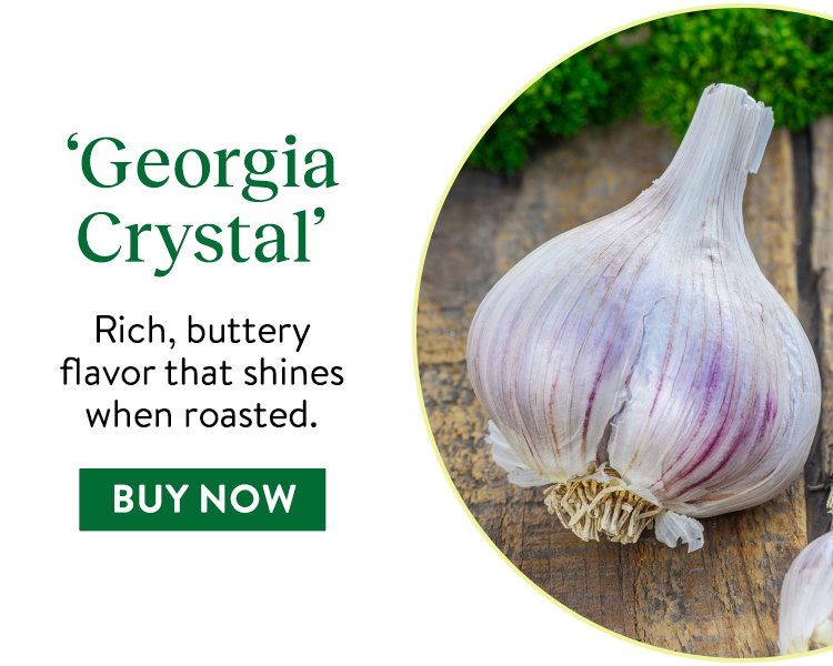 Georgia Crystal Garlic
