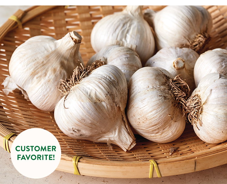 Music Garlic
