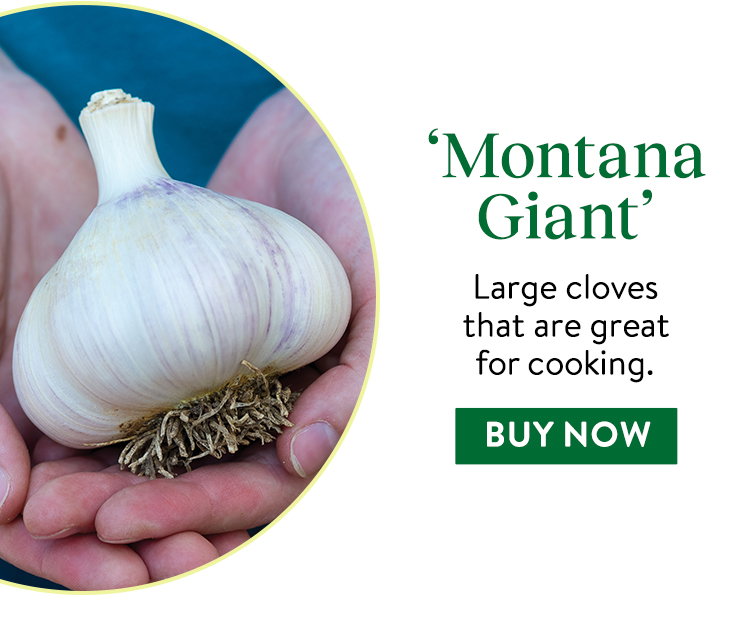 Montana Giant Garlic