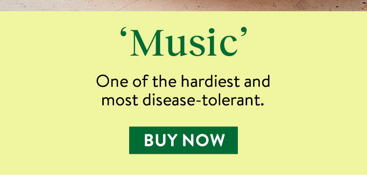 Music Garlic