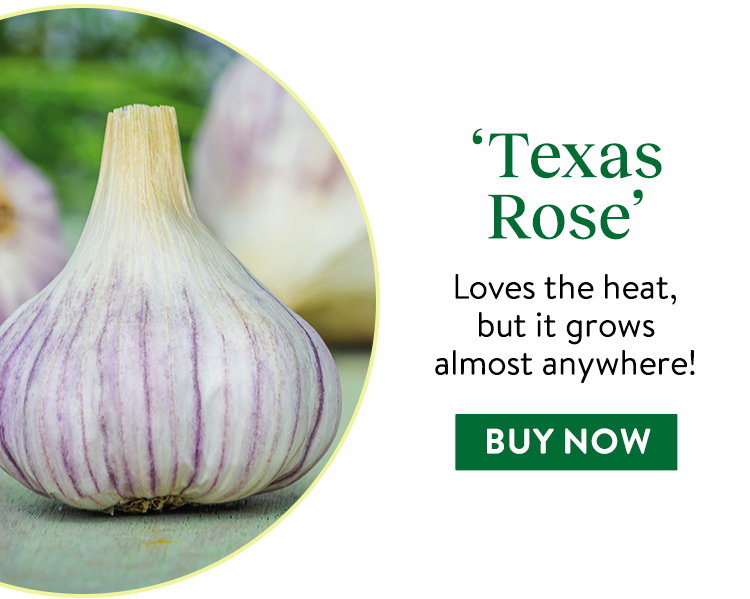 Texas Rose Garlic