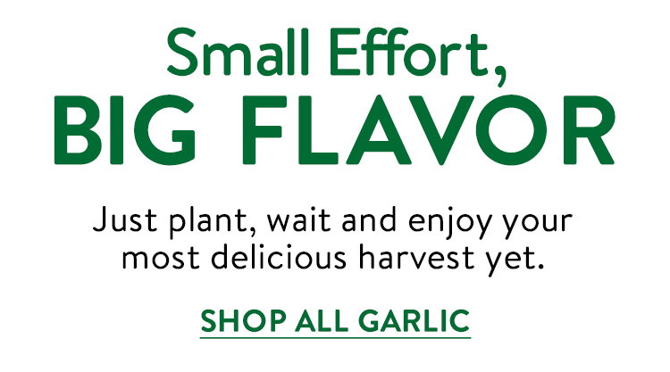 Garlic Bulbs
