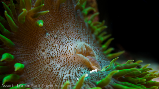 Rock Flower Anemone: Assorted Green