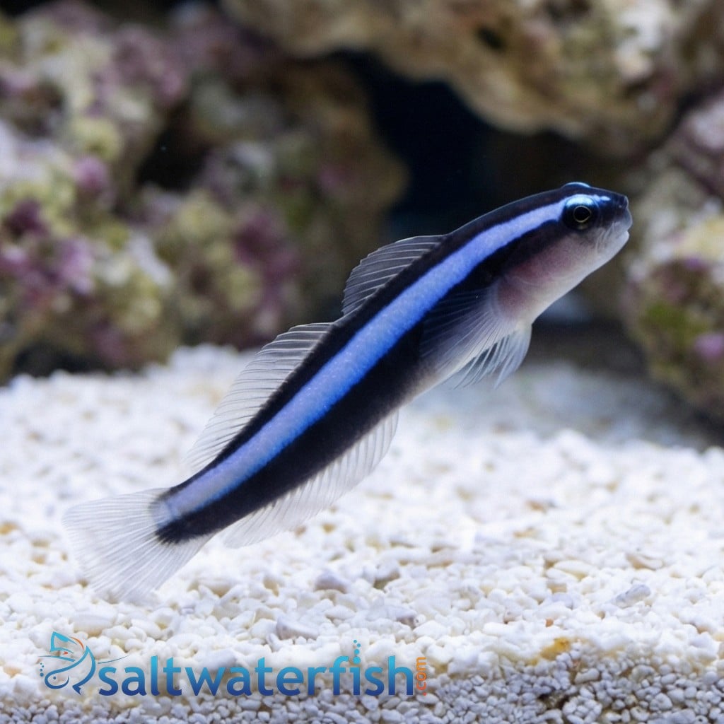 Blue Neon Goby - Aquacultured - QM Labs
