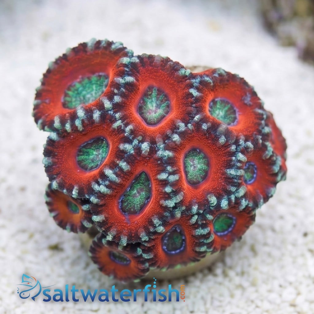 Acan Lord: Tri-Color - Australia