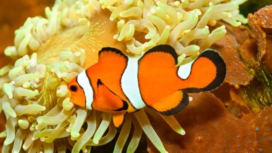 True Percula Clownfish: Misbar - Captive Bred - QM Labs