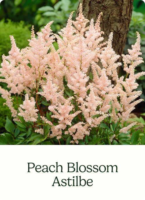 Peach Blossom Astilbe