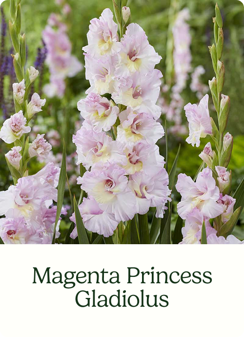 Magenta Princess Gladiolua