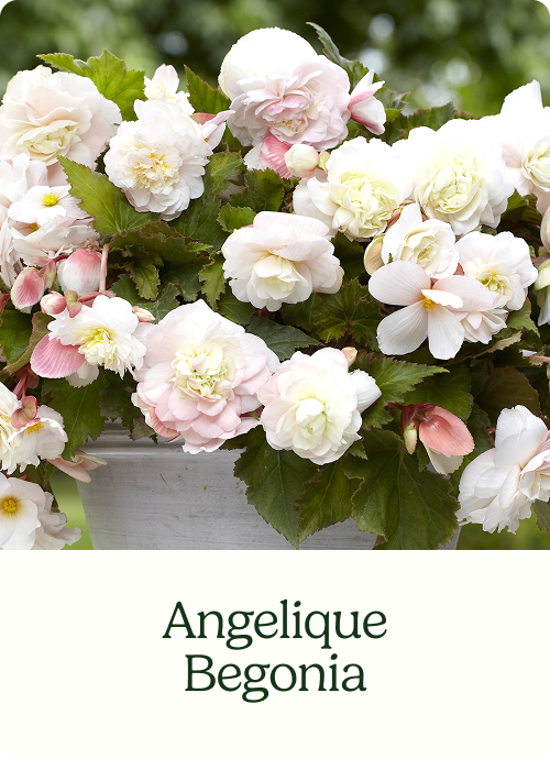Angelique Begonia