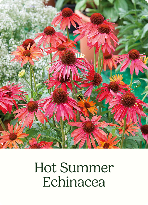 Hot Summer Echinacea