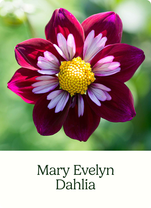 Mary Evelyn Dahlia