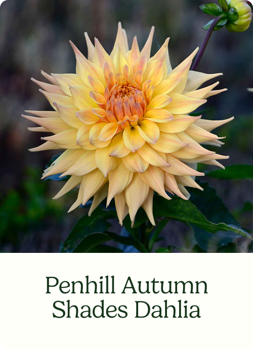 Penhill Autumn Shades Dahlia