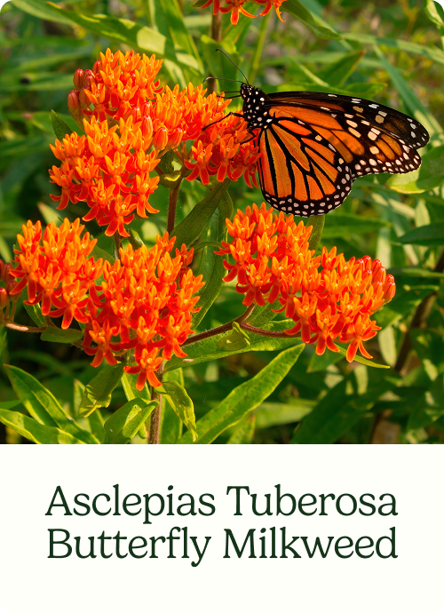 Asclepias Tuberosa Butterfly Milkweed