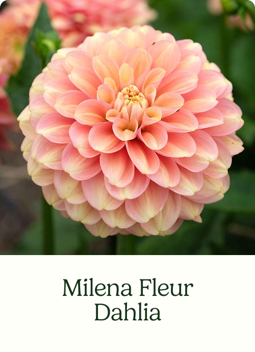 Milena Fleur Dahlia