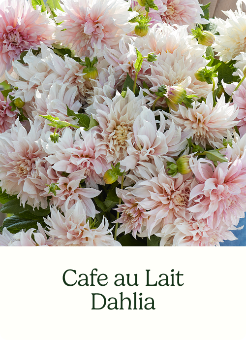 Cafe au Lait Dahlia