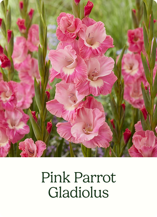 Pink Parrot Gladiolus