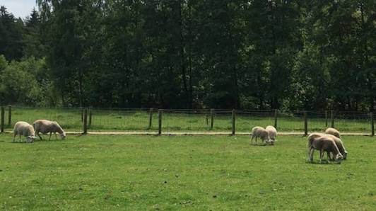 Kinderboerderij in Brasschaat gesloten nadat kindjes er wellicht STEC-bacterie opliepen: “Heel waarschijnlijk bron van besmetting”