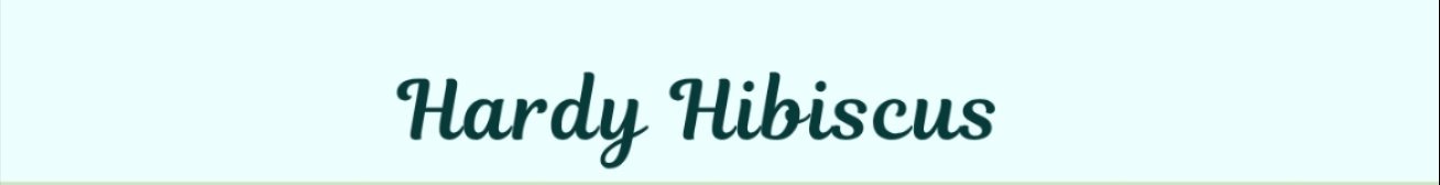 HARDY HIBISCUS