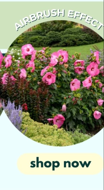 AIRBRUSH EFFECT HARDY HIBISCUS
