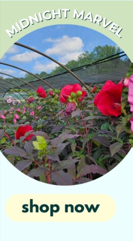 MIDNIGHT MARVEL HARDY HIBISCUS