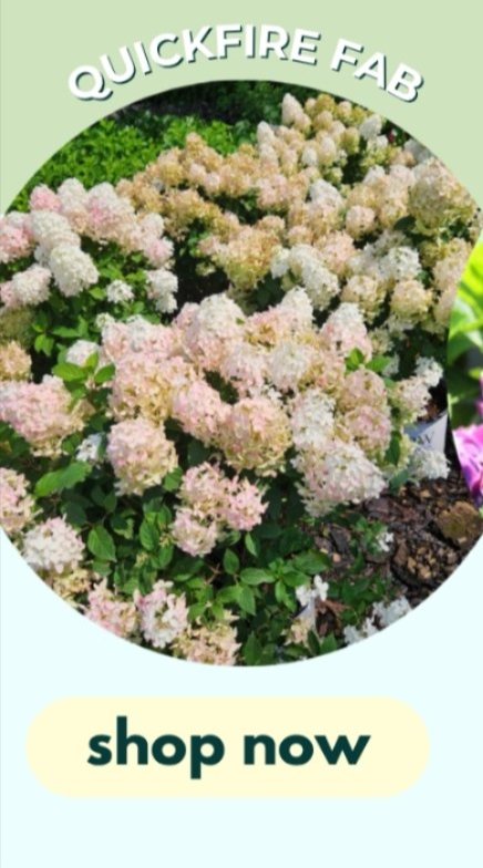 quickfire fab hydrangea