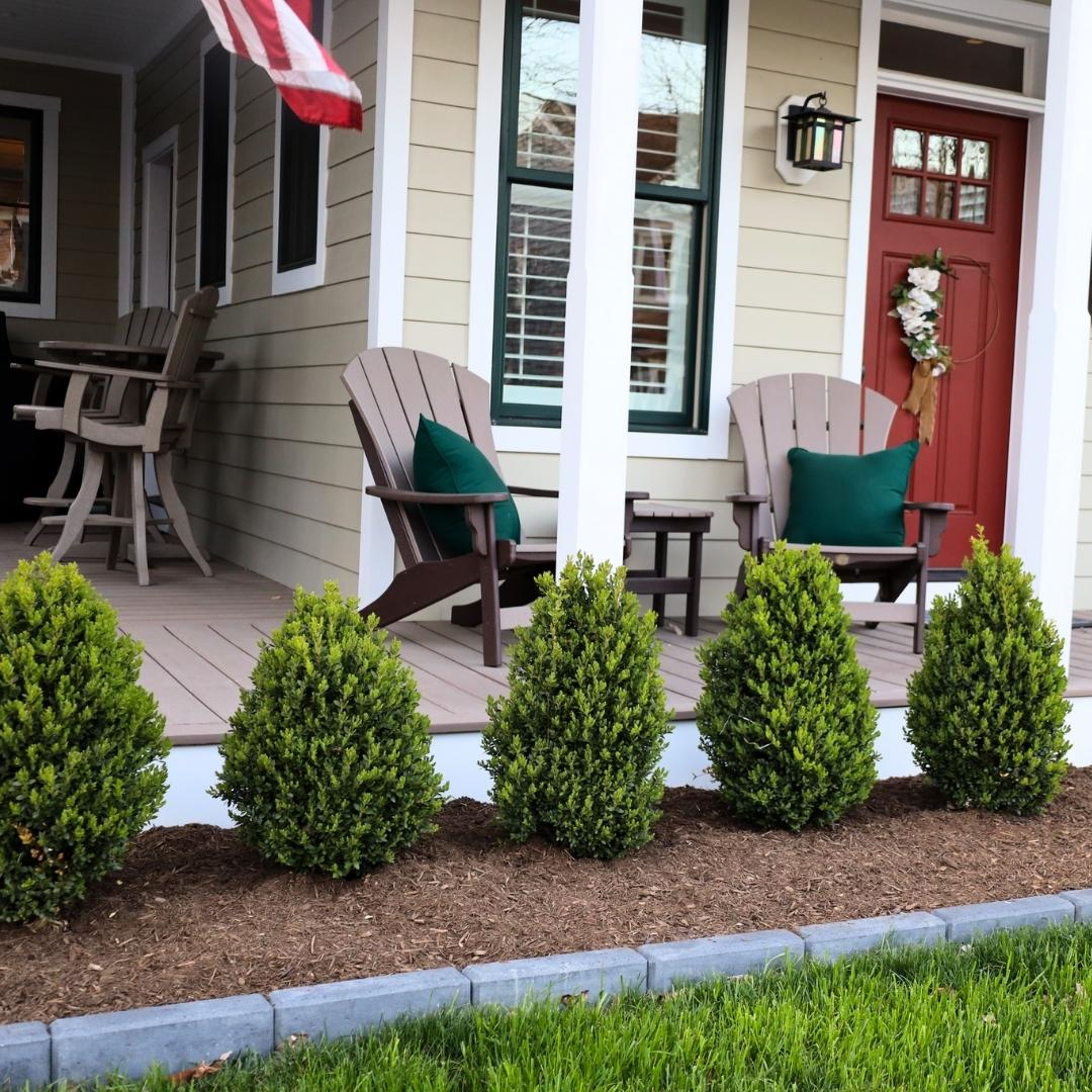 Green Mountain Boxwood