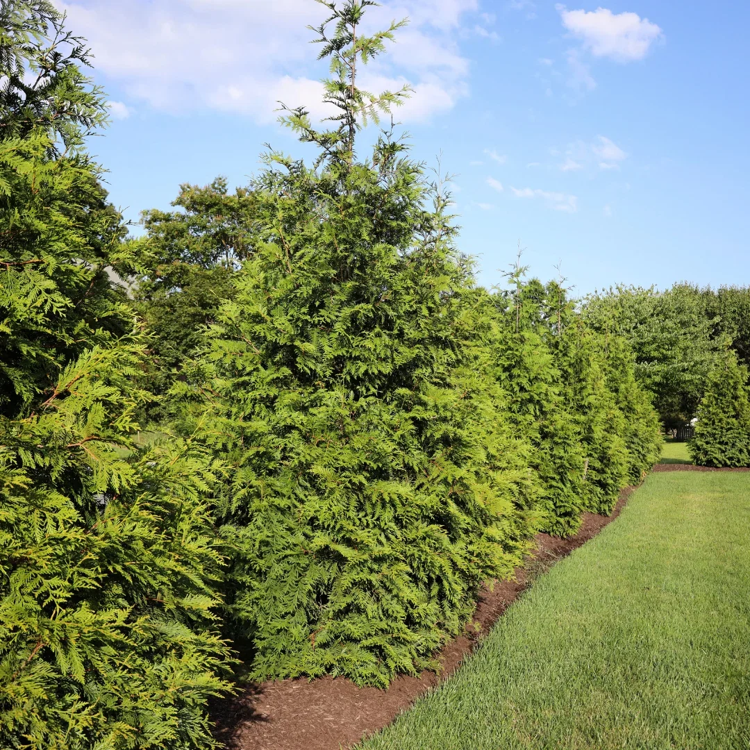 Thuja Green Giant Arborvitae