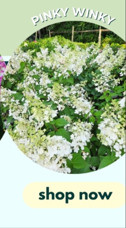 pinky winky hydrangea