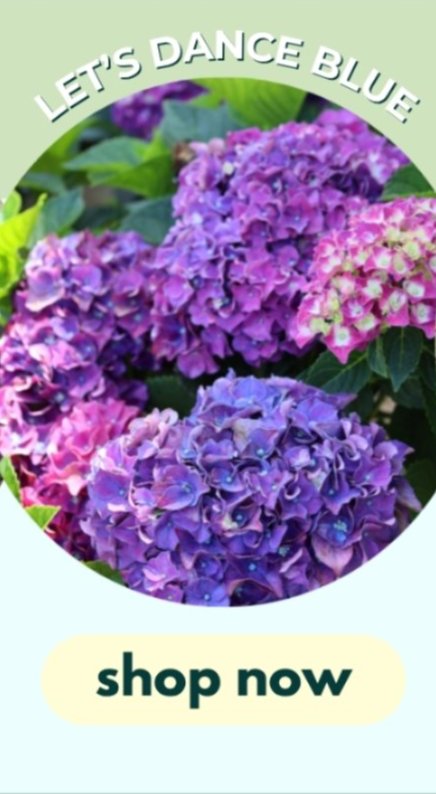 let's dance rhythmic blue hydrangea